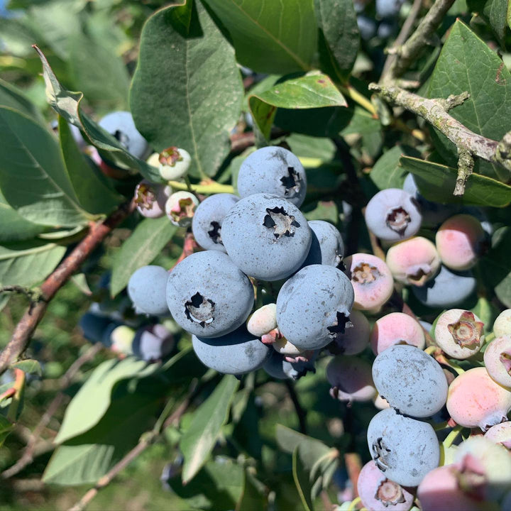 Vaccinium elliottii ~ Elliot Blueberry-ServeScape