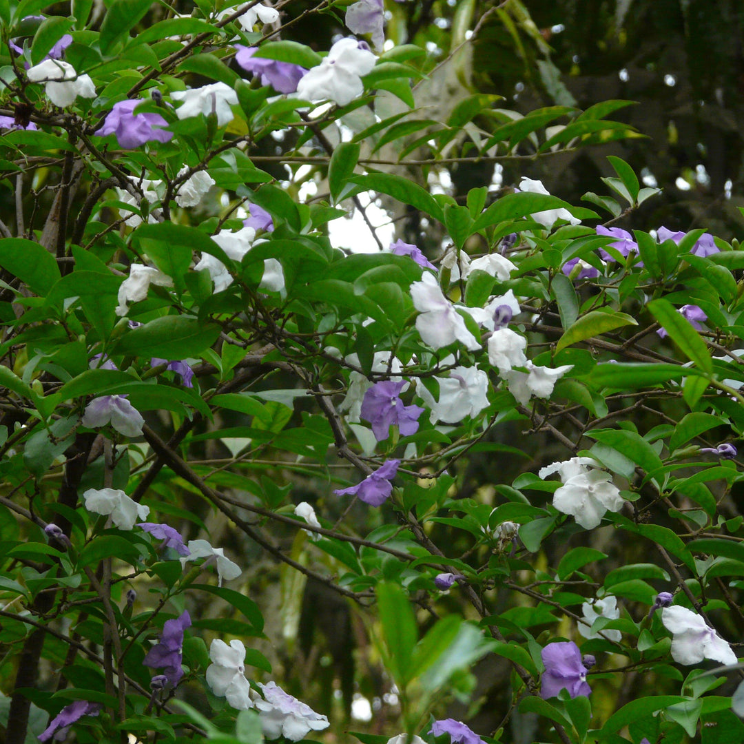 Brunfelsia grandiflora ~ Yesterday, Today and Tomorrow Plant-ServeScape