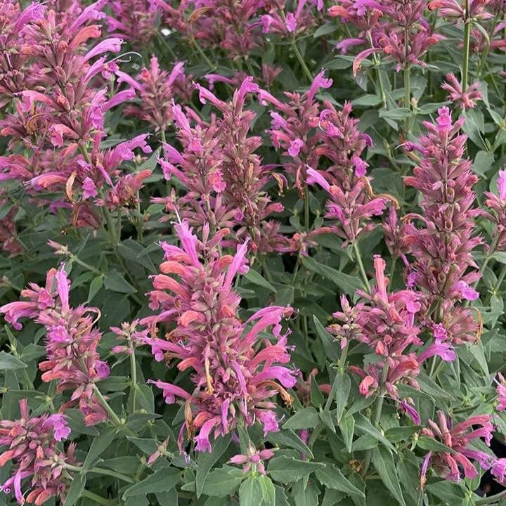 Agastache x 'Rosie Posie' ~ Rosie Posie Agastache-ServeScape