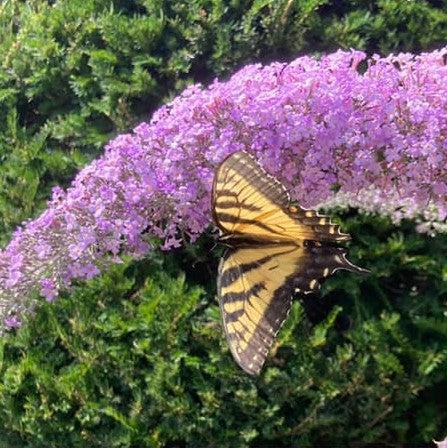 Buddleia 'Grand Cascade' ~ Grand Cascade Butterfly Bush-ServeScape