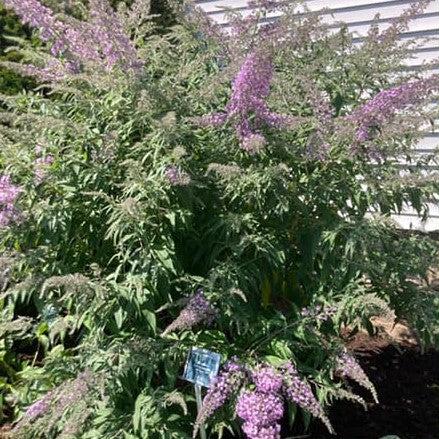 Buddleia 'Grand Cascade' ~ Grand Cascade Butterfly Bush-ServeScape