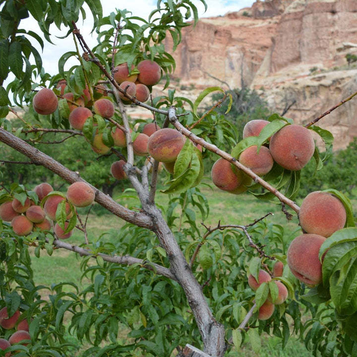 Prunus persica 'J.H. Hale' ~ J.H. Hale Peach-ServeScape