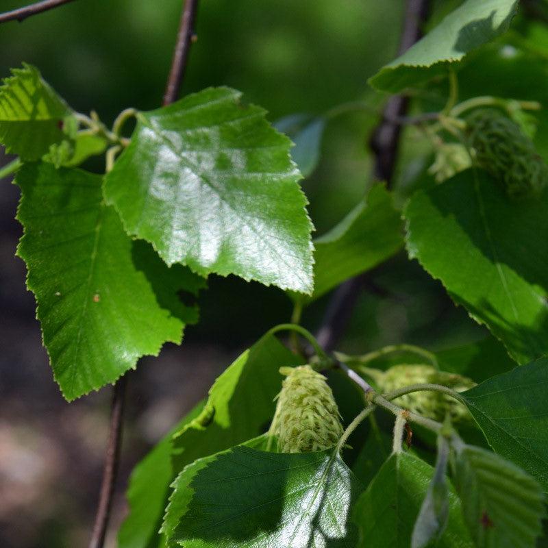 Betula nigra 'Whit XXV' ~ City Slicker® River Birch-ServeScape