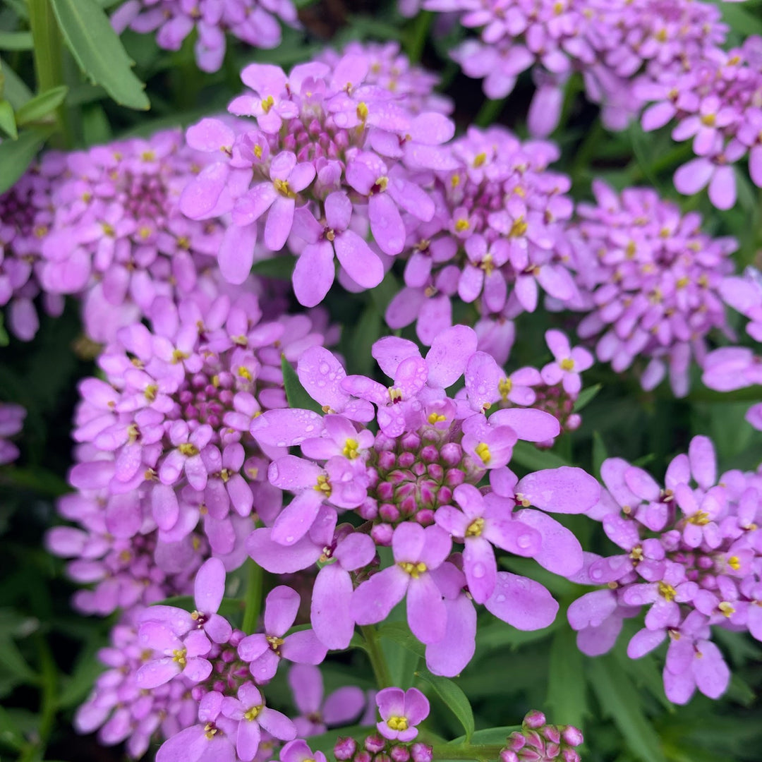 Iberis 'Mermaid Lavender' ~ Mermaid Lavender Candytuft-ServeScape