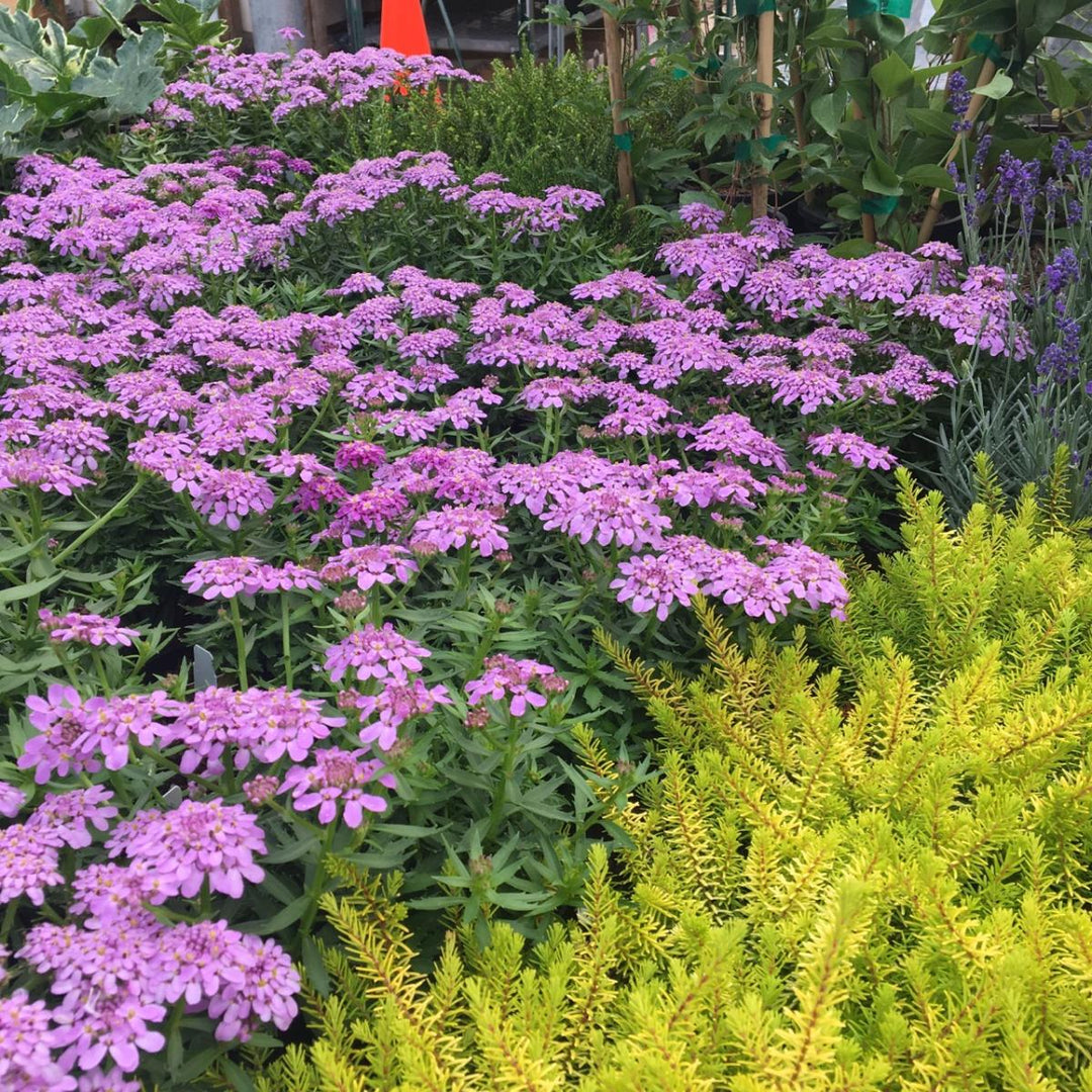 Iberis 'Mermaid Lavender' ~ Mermaid Lavender Candytuft-ServeScape