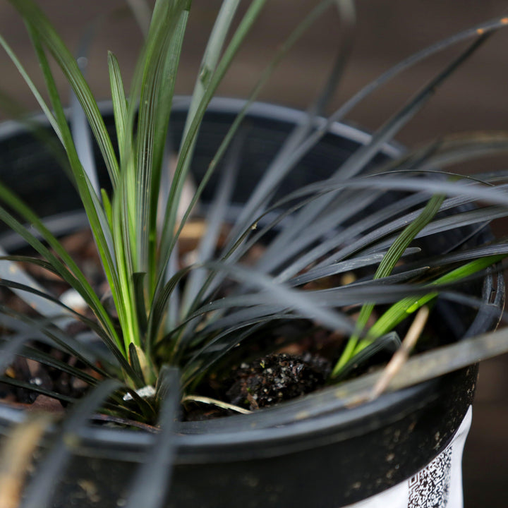 Ophiopogon planiscapus 'Nigrescens' ~ Black Mondo Grass-ServeScape
