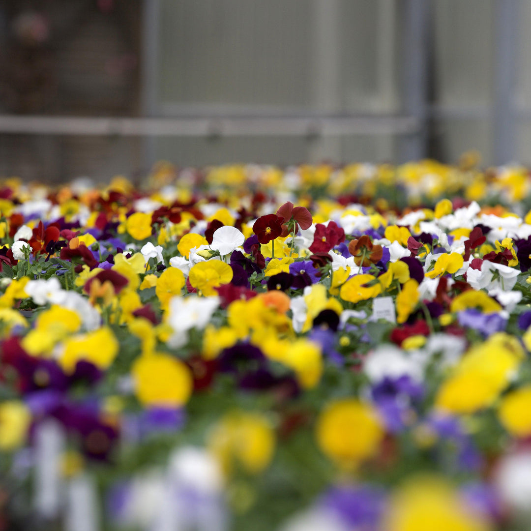 Viola x wittrockiana 'Delta Pure Colors Mix' ~ Delta™ Pure Colors Mix Pansy-ServeScape