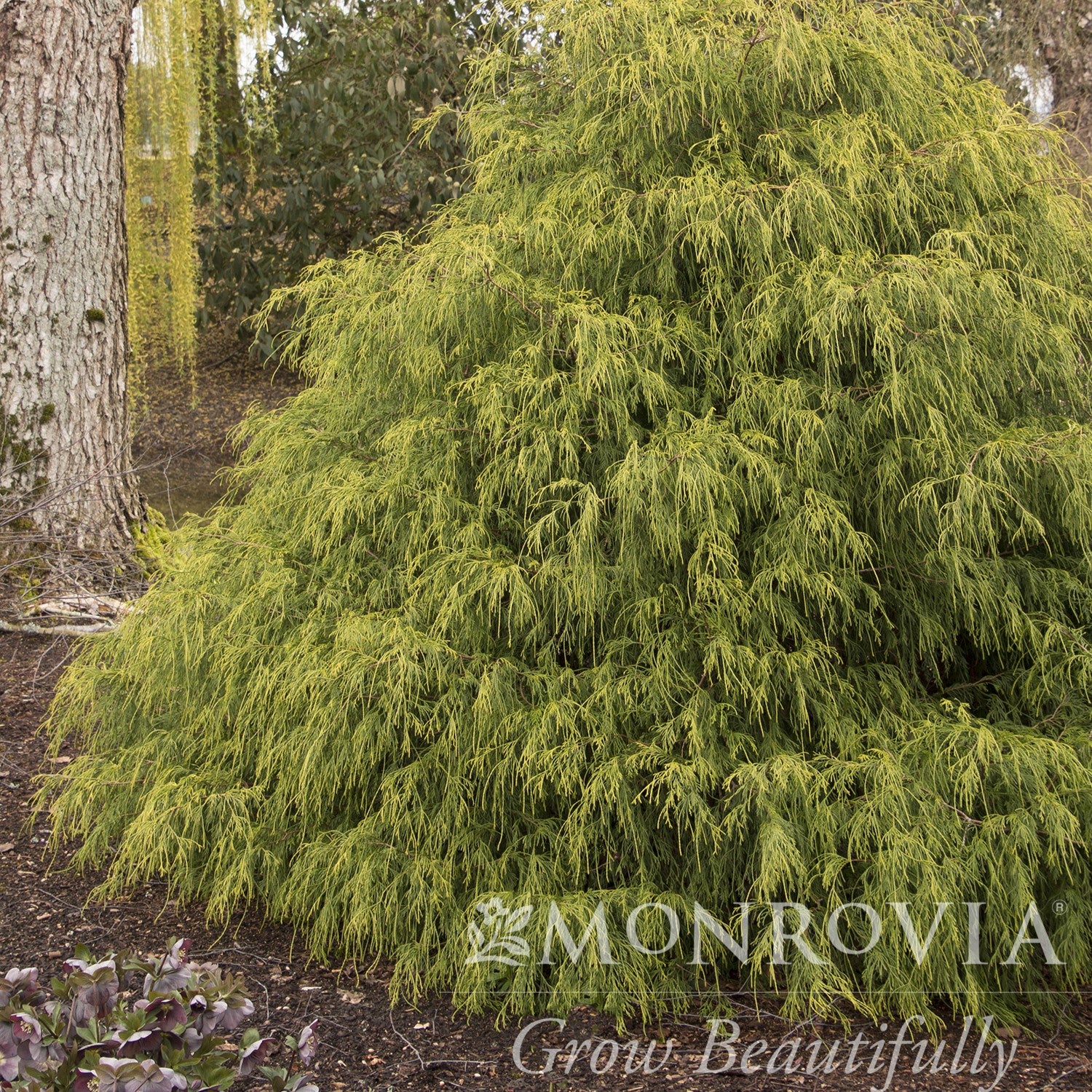 Chamaecyparis pisifera filifera Golden Charm' ~ Monrovia® Golden Charm Threadbranch Cypress-ServeScape