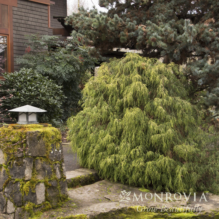 Chamaecyparis pisifera filifera Golden Charm' ~ Monrovia® Golden Charm Threadbranch Cypress-ServeScape