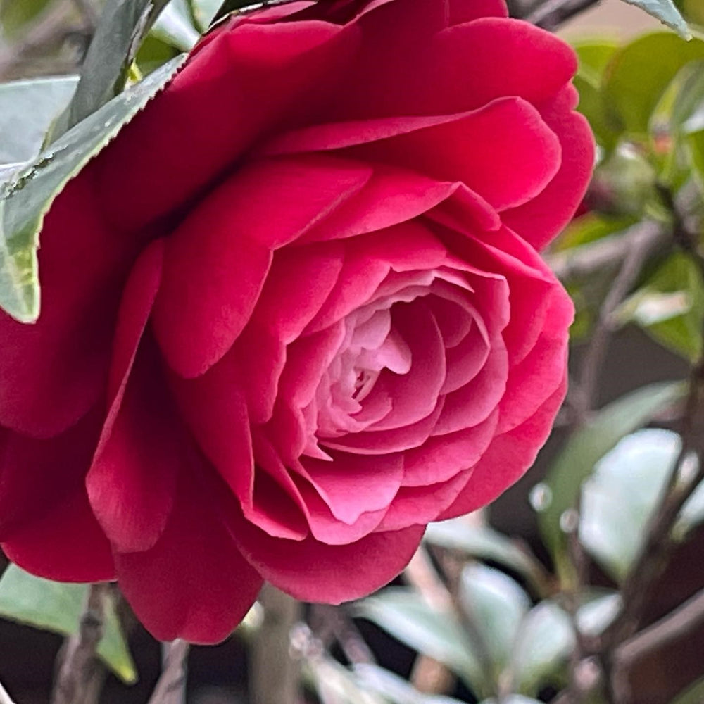 Camellia japonica 'Black Tie' ~ Black Tie Camellia-ServeScape