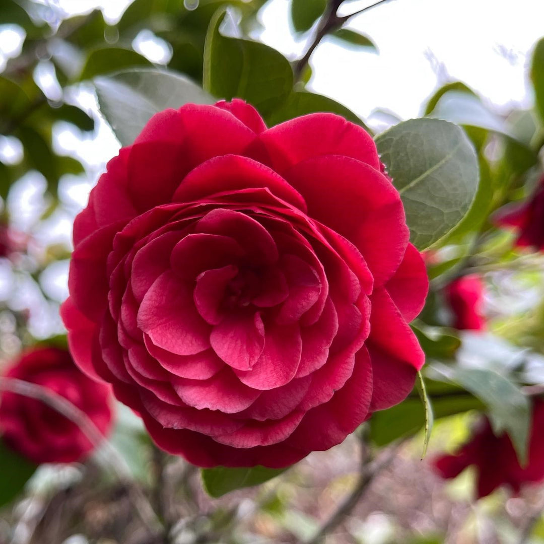 Camellia japonica 'Black Tie' ~ Black Tie Camellia-ServeScape