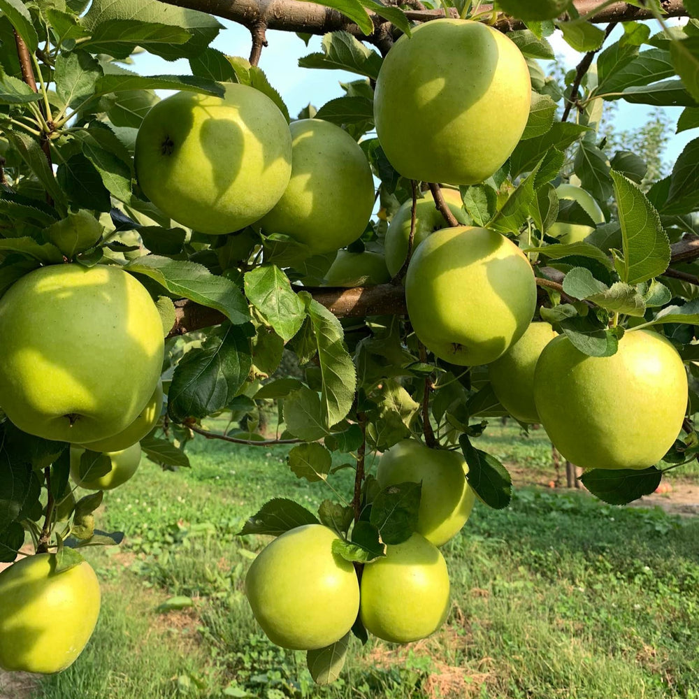 Malus domestica 'Shizuka' ~ Shizuka Apple-ServeScape