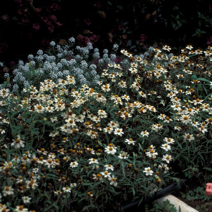 Zinnia ‘Profusion White’ ~ Profusion White Zinnia-ServeScape