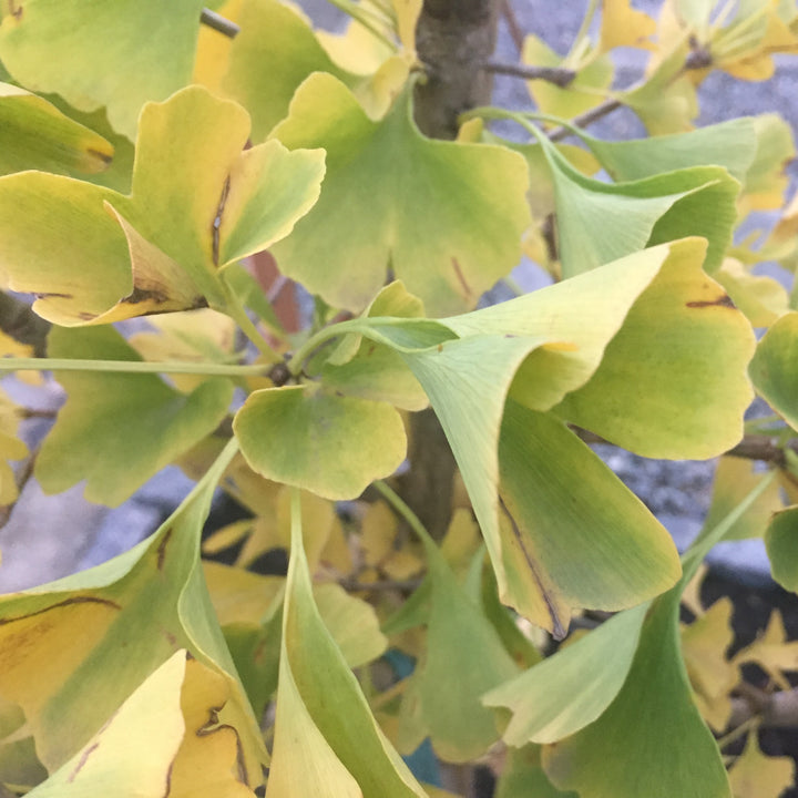 Ginkgo biloba 'PNI 2720' ~ Princeton Sentry® Ginkgo-ServeScape