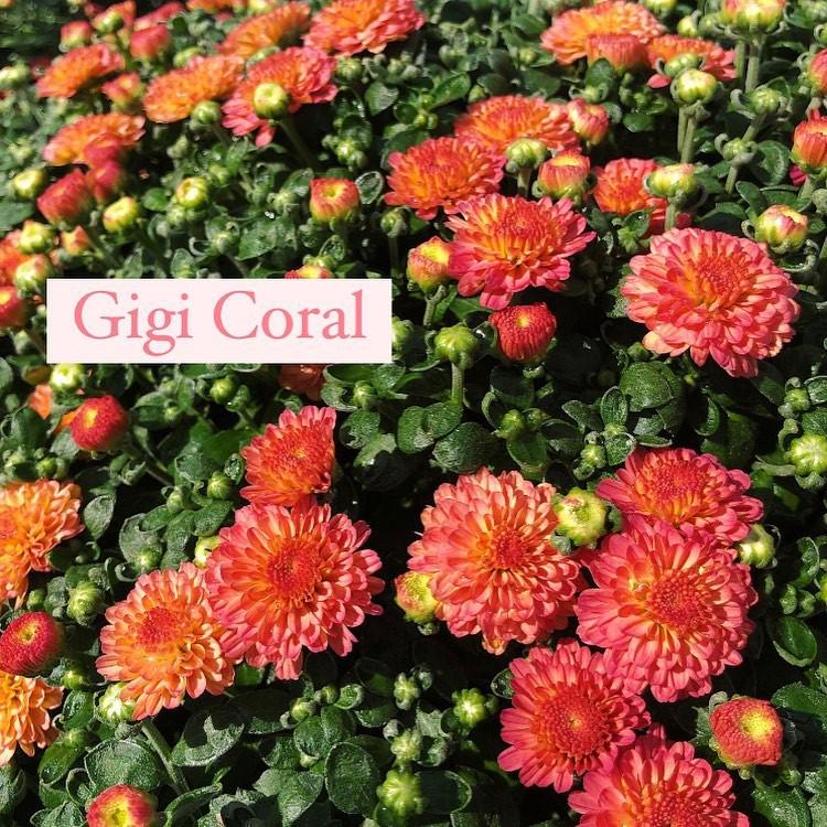 Chrysanthemum x morifolium 'Gigi Coral' ~ Gigi™ Coral Mum-ServeScape