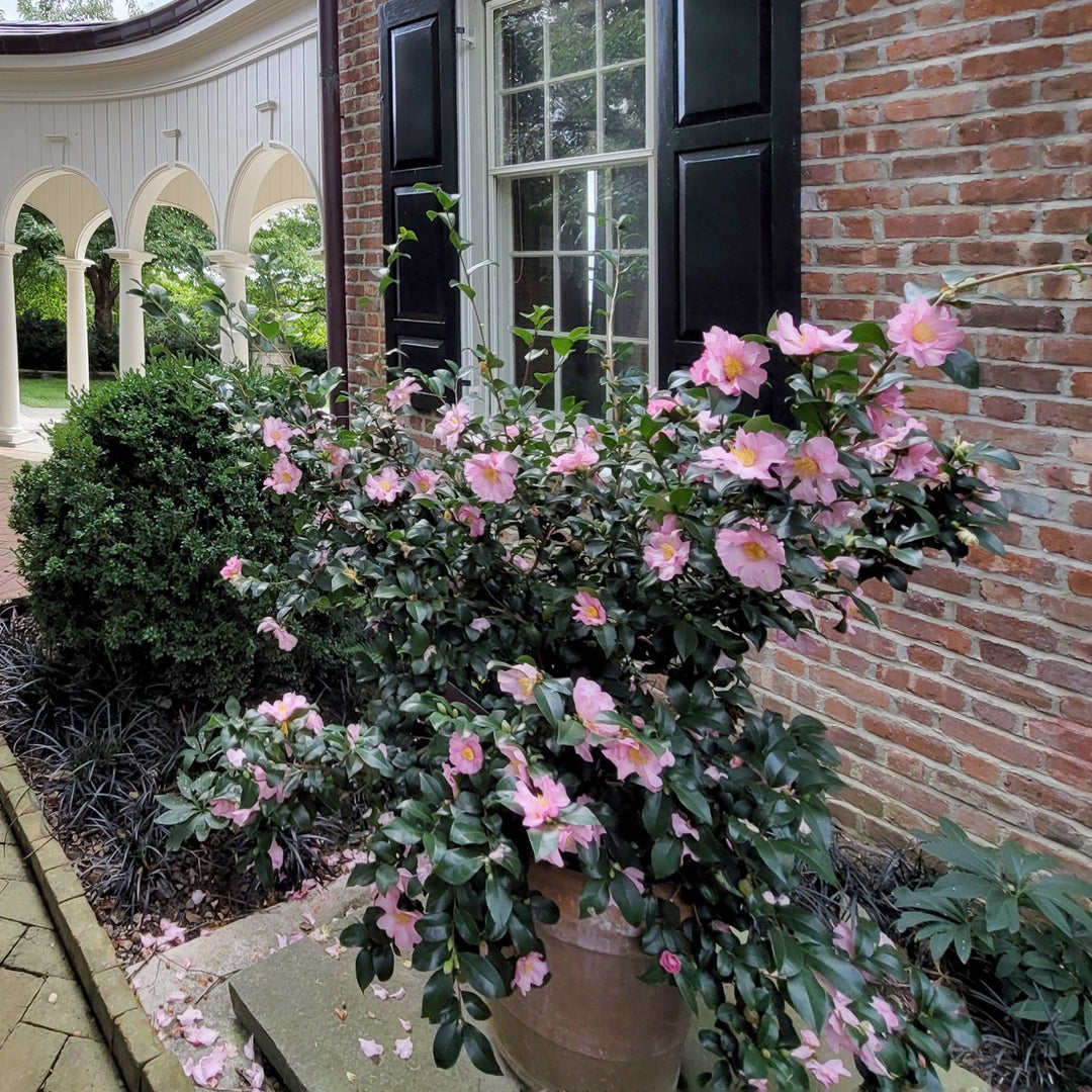 Camellia sasanqua 'Long Island Pink' ~ Long Island Pink-ServeScape