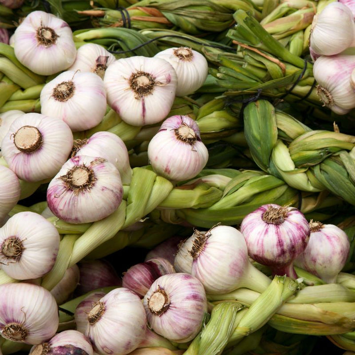 Allium sativum 'Early Italian' ~ Early Italian Garlic-ServeScape