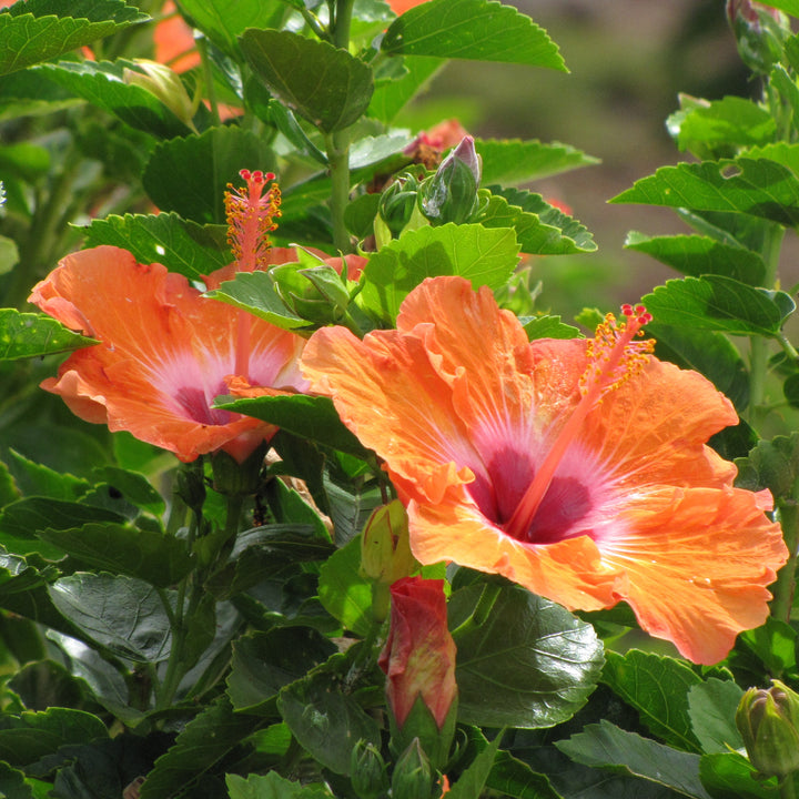 Hibiscus rosa-sinensis 'Fiesta' ~ Fiesta Hibiscus-ServeScape