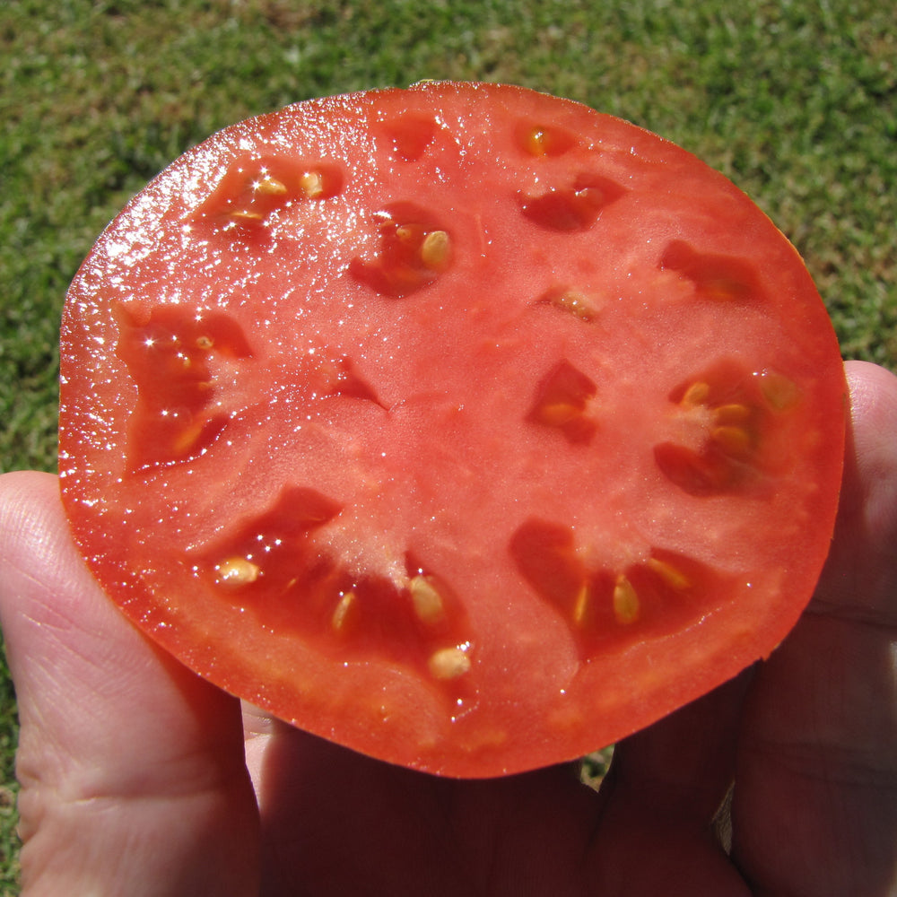 Solanum lycopersicum 'Early Girl' ~ Early Girl Tomato-ServeScape