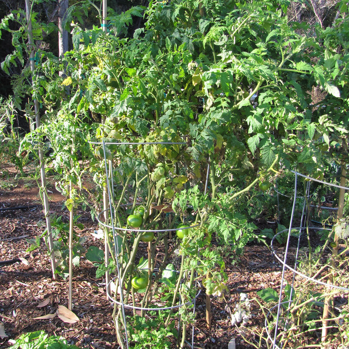 Solanum lycopersicum 'Early Girl' ~ Early Girl Tomato-ServeScape