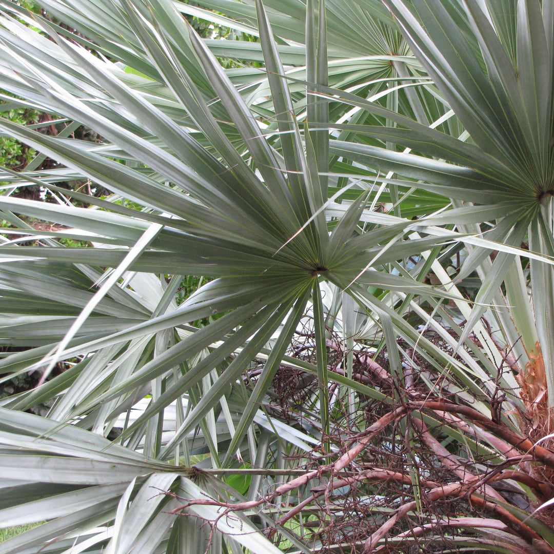 Serenoa repens ~ Saw Palmetto, Silver-ServeScape