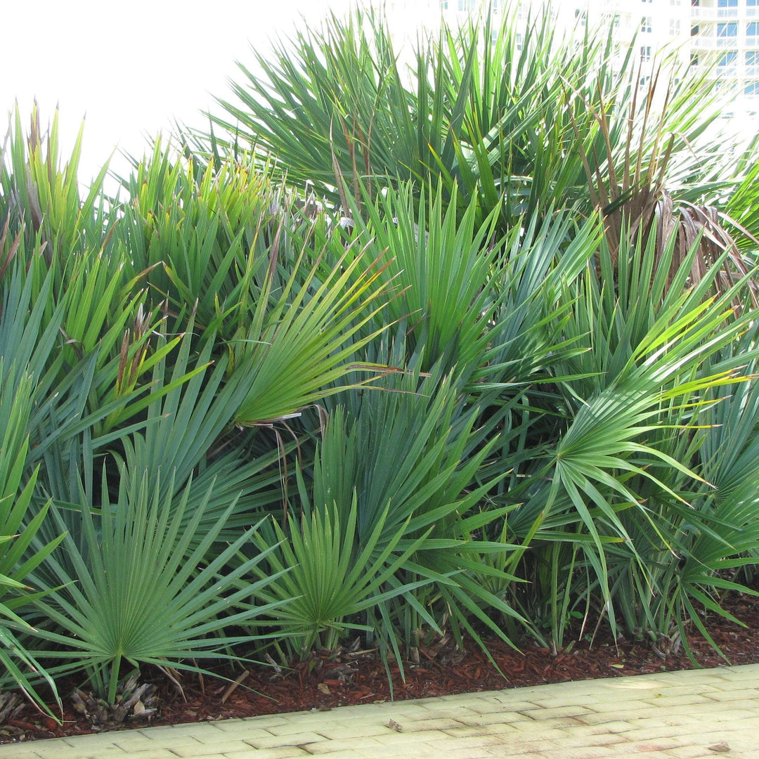 Serenoa repens ~ Saw Palmetto, Green-ServeScape