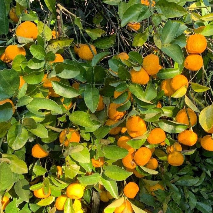 Citrus reticulata 'Keraji' ~ Keraji Mandarin-ServeScape