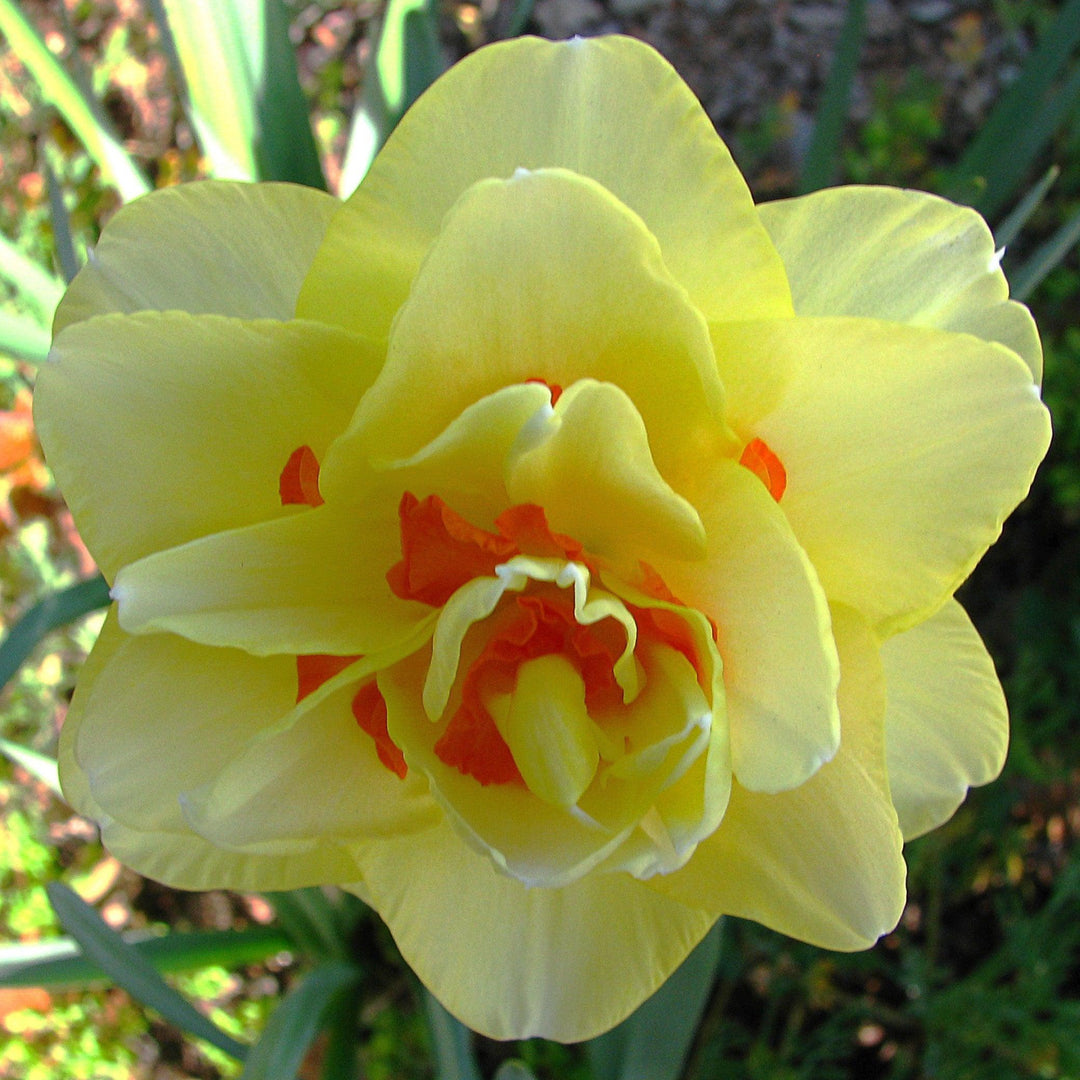 Narcissus pseudonarcissus 'Tahiti' ~ Tahiti Double Daffodil-ServeScape