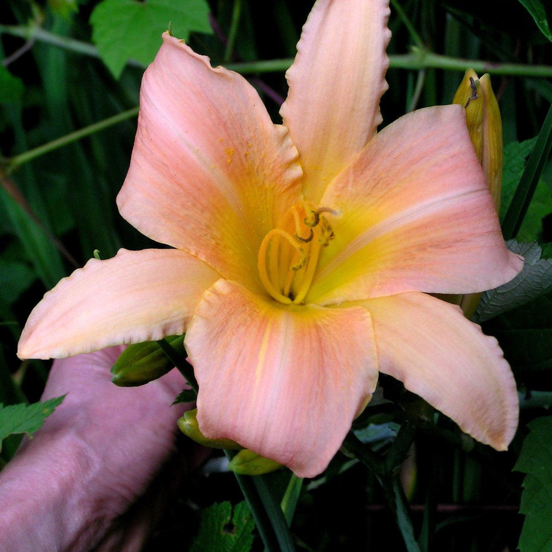 Hemerocallis 'Hall's Pink' ~ Hall's Pink Daylily-ServeScape