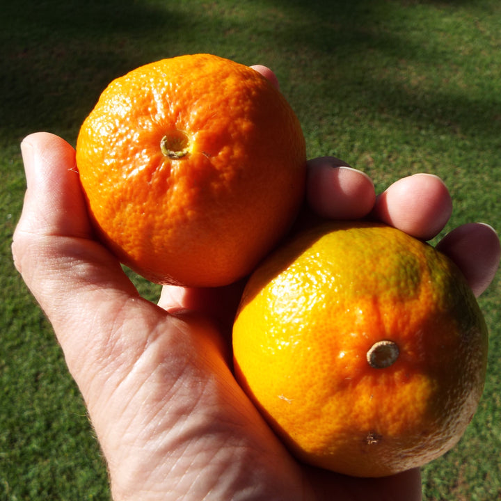 Citrus reticulata 'Dancy' ~ Dancy Mandarin-ServeScape