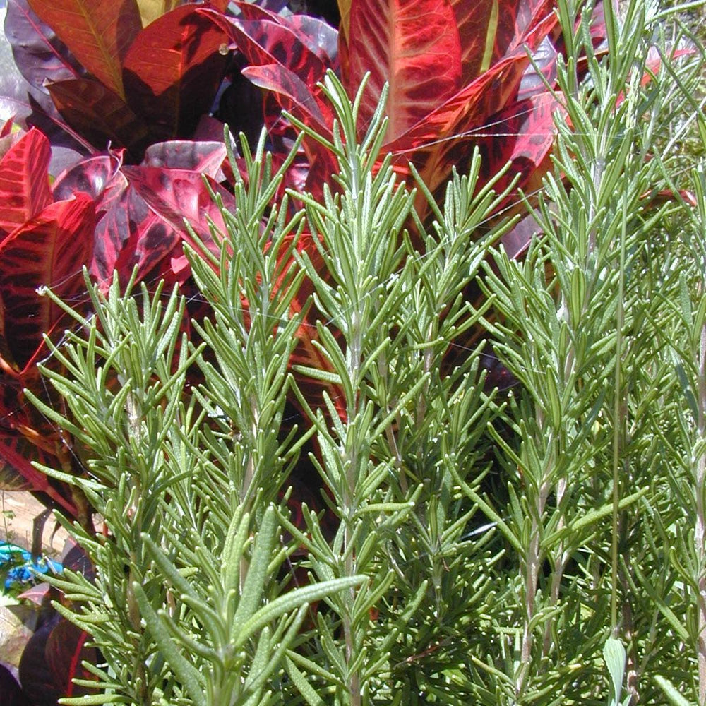 Rosmarinus officinalis 'Spice Island' ~ Spice Island Rosemary-ServeScape