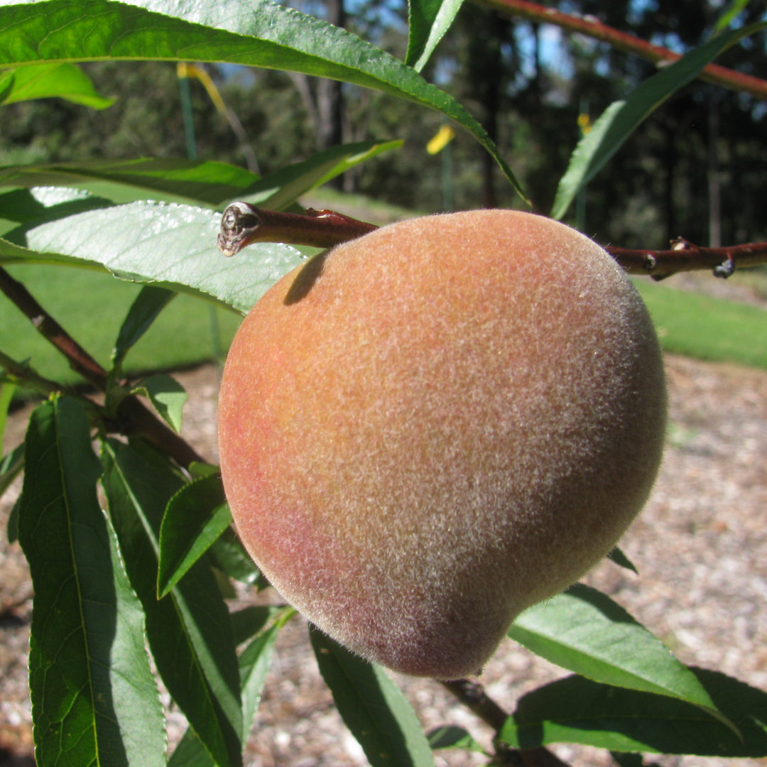 Prunus persica 'Tropic Snow' ~ Tropic Snow Peach-ServeScape