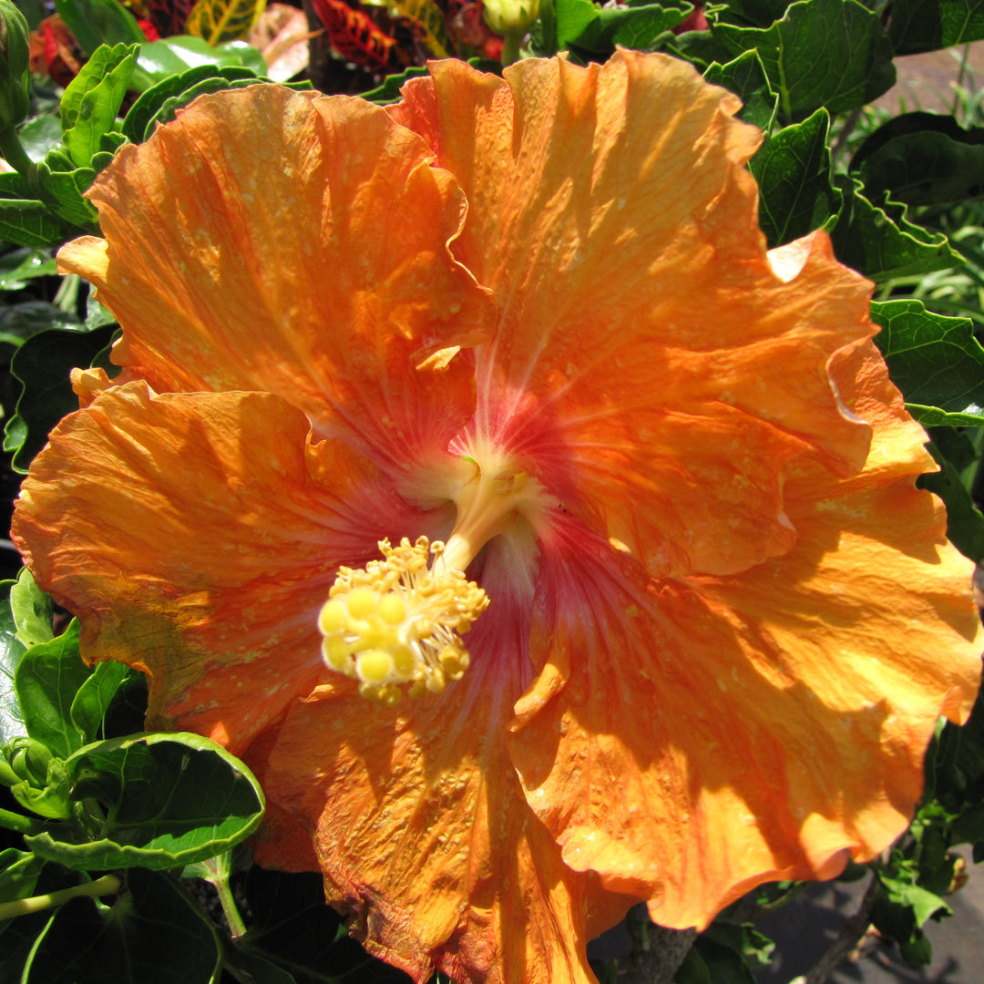 Hibiscus rosa-sinensis 'Fiesta' ~ Fiesta Hibiscus-ServeScape