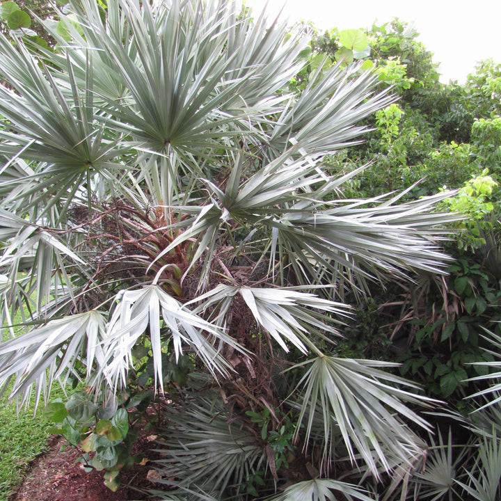 Serenoa repens ~ Saw Palmetto, Silver-ServeScape