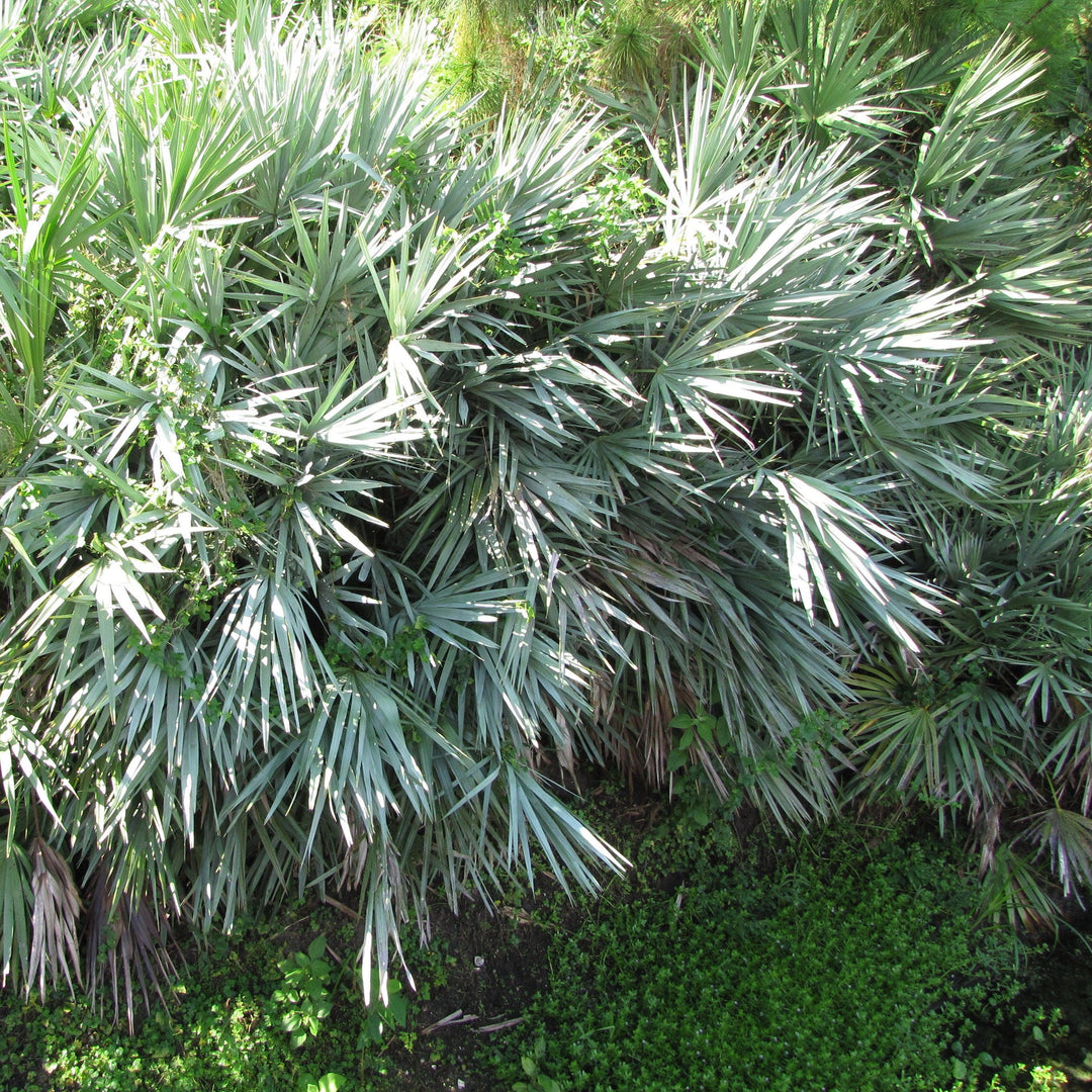 Serenoa repens ~ Saw Palmetto, Silver-ServeScape