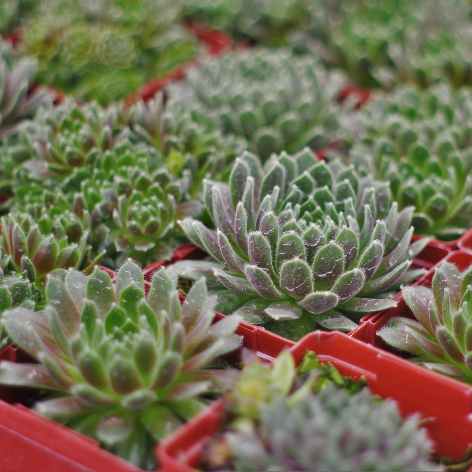 Sempervivum 'Hey Hey' ~  Hey Hey Hens and Chicks