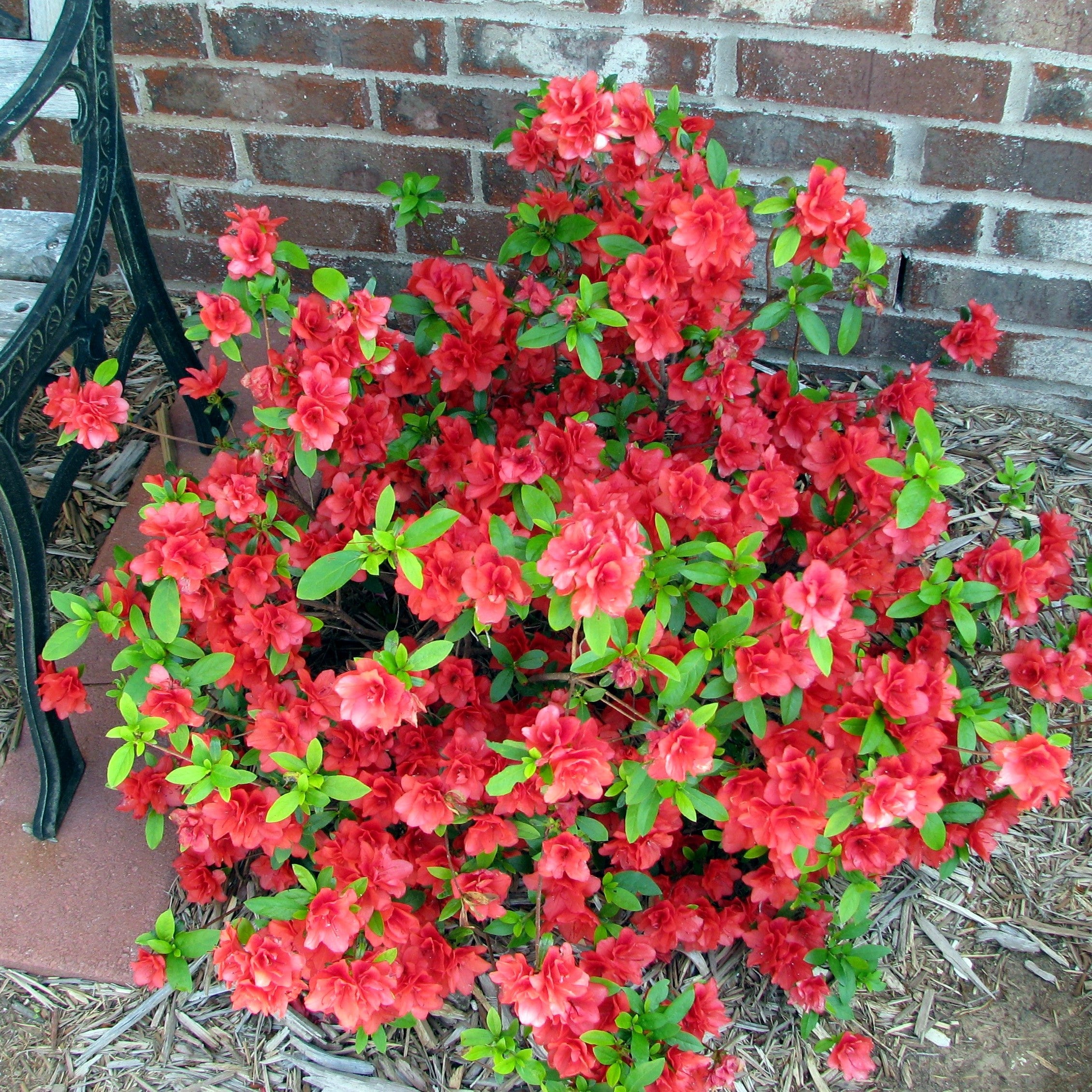 Azalea Rays Ruby Rhododendron 'RLH2-2PA1S’ ~ Bloomin' Easy® Ever After™ Ruby Azalea ...