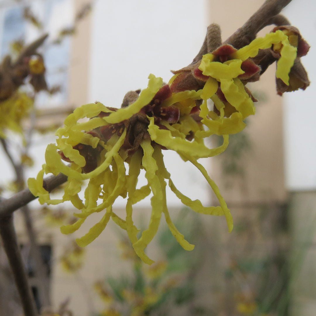 Hamamelis virginiana 'Little Prospect' ~ Little Prospect Witch Hazel-ServeScape