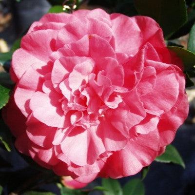 Camellia japonica 'Marie Bracey' ~ Marie Bracey Camellia-ServeScape
