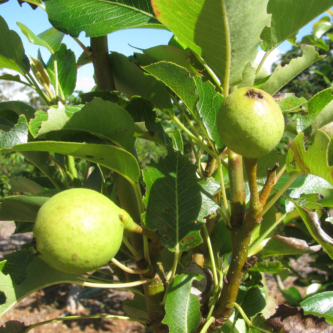 Pyrus communis 'Hood' ~ Hood Pear-ServeScape