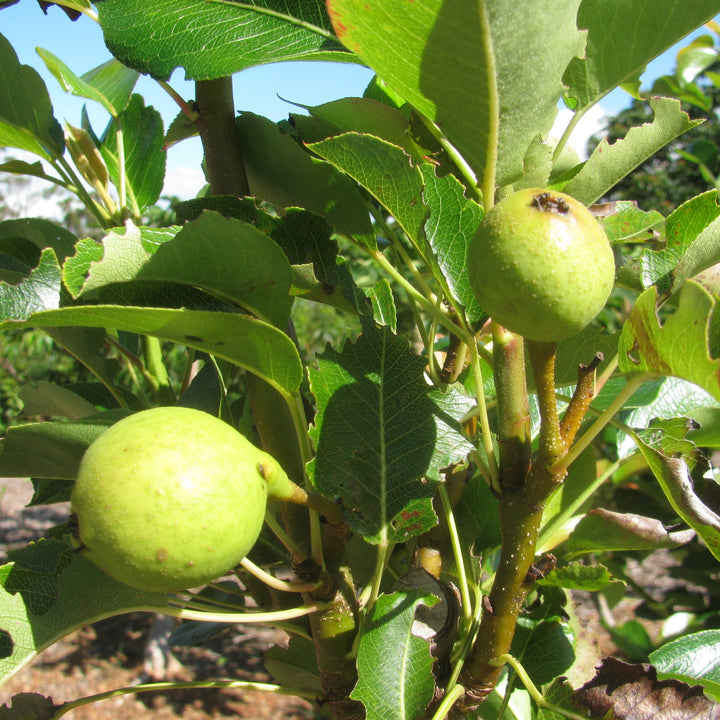 Pyrus communis 'Hood' ~ Hood Pear-ServeScape