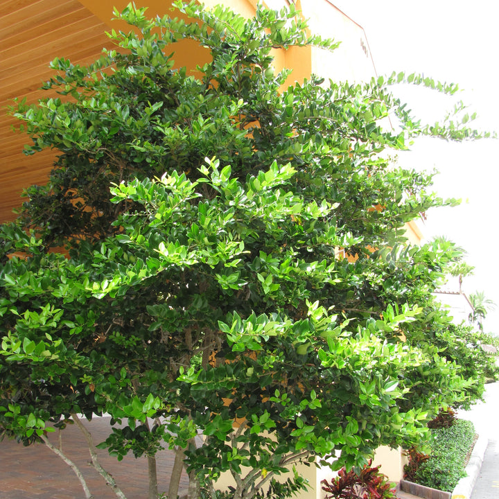 Ligustrum japonicum 'Davidson Hardy' ~ Davidson Hardy-ServeScape