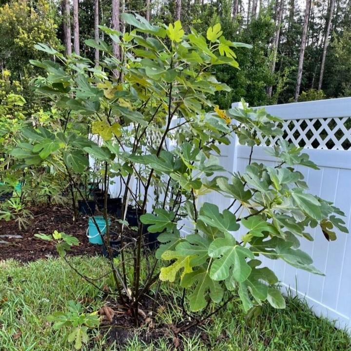 Ficus carica 'Olympian' ~ Olympian Fig-ServeScape