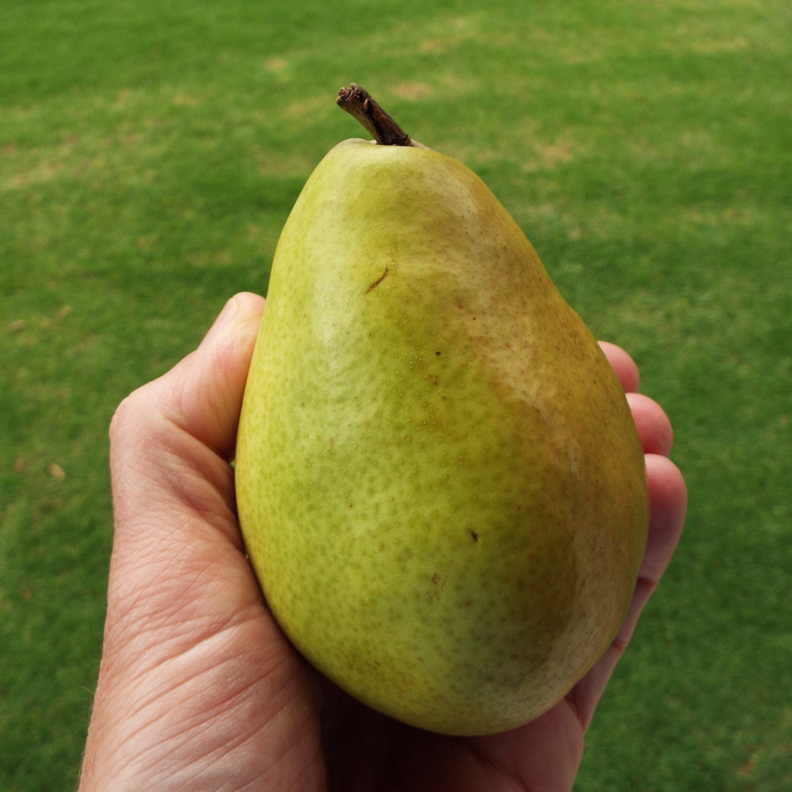 Pyrus communis 'D'Anjou' ~ D'Anjou Pear-ServeScape