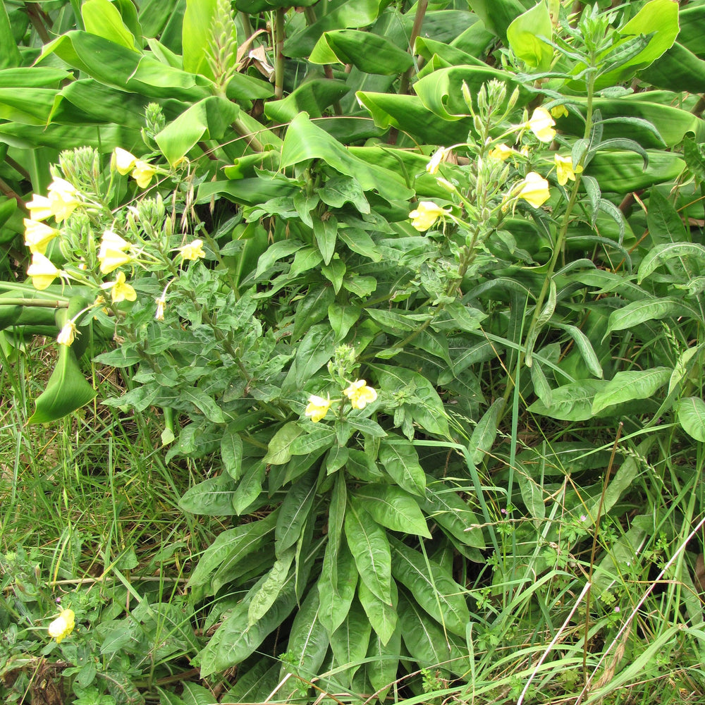 Oenothera biennis ~ Evening Primrose-ServeScape