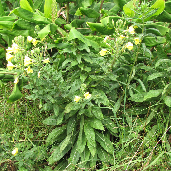 Oenothera biennis ~ Evening Primrose-ServeScape