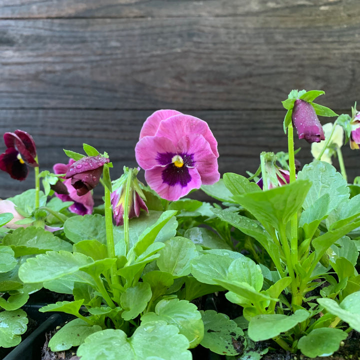 Viola x wittrockiana 'PAS912390' ~ Spring Matrix™ Pink Shades Pansy-ServeScape