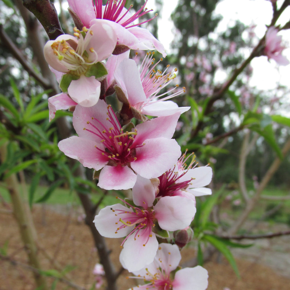 Prunus persica 'Tropic Snow' ~ Tropic Snow Peach-ServeScape