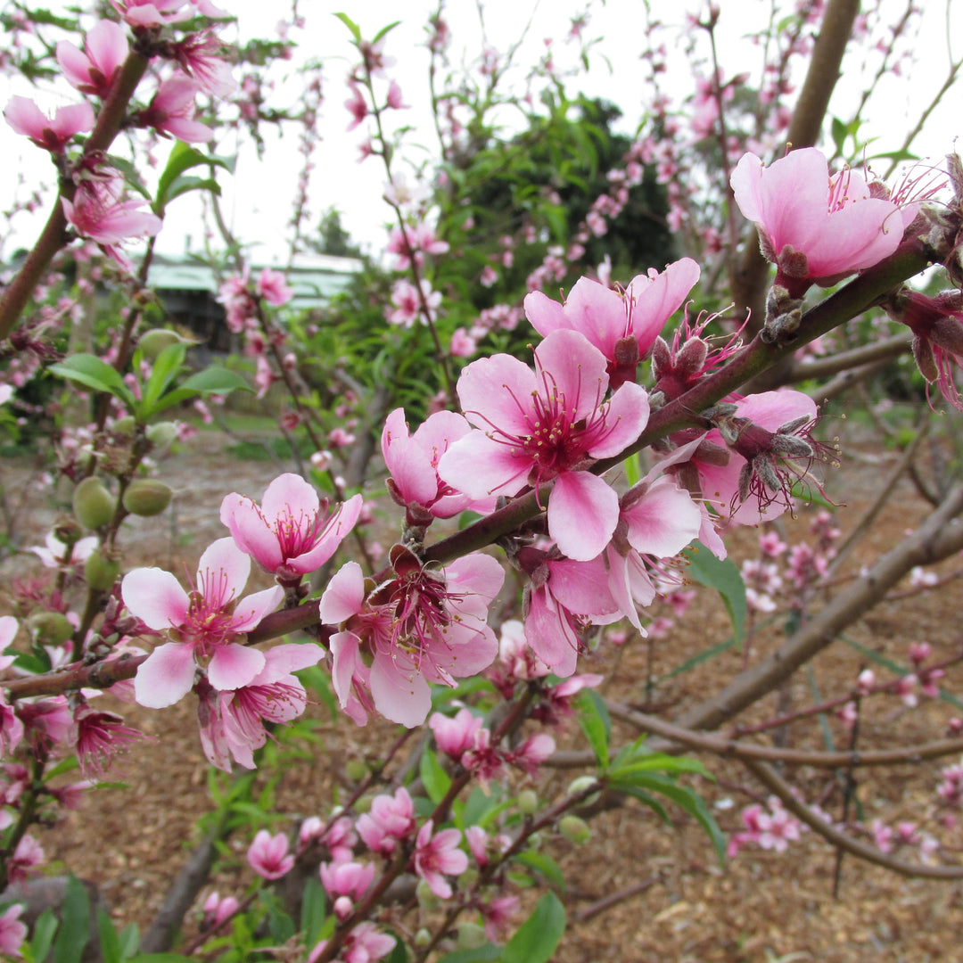 Prunus persica 'Tropic Beauty' ~ Tropic Beauty Peach-ServeScape