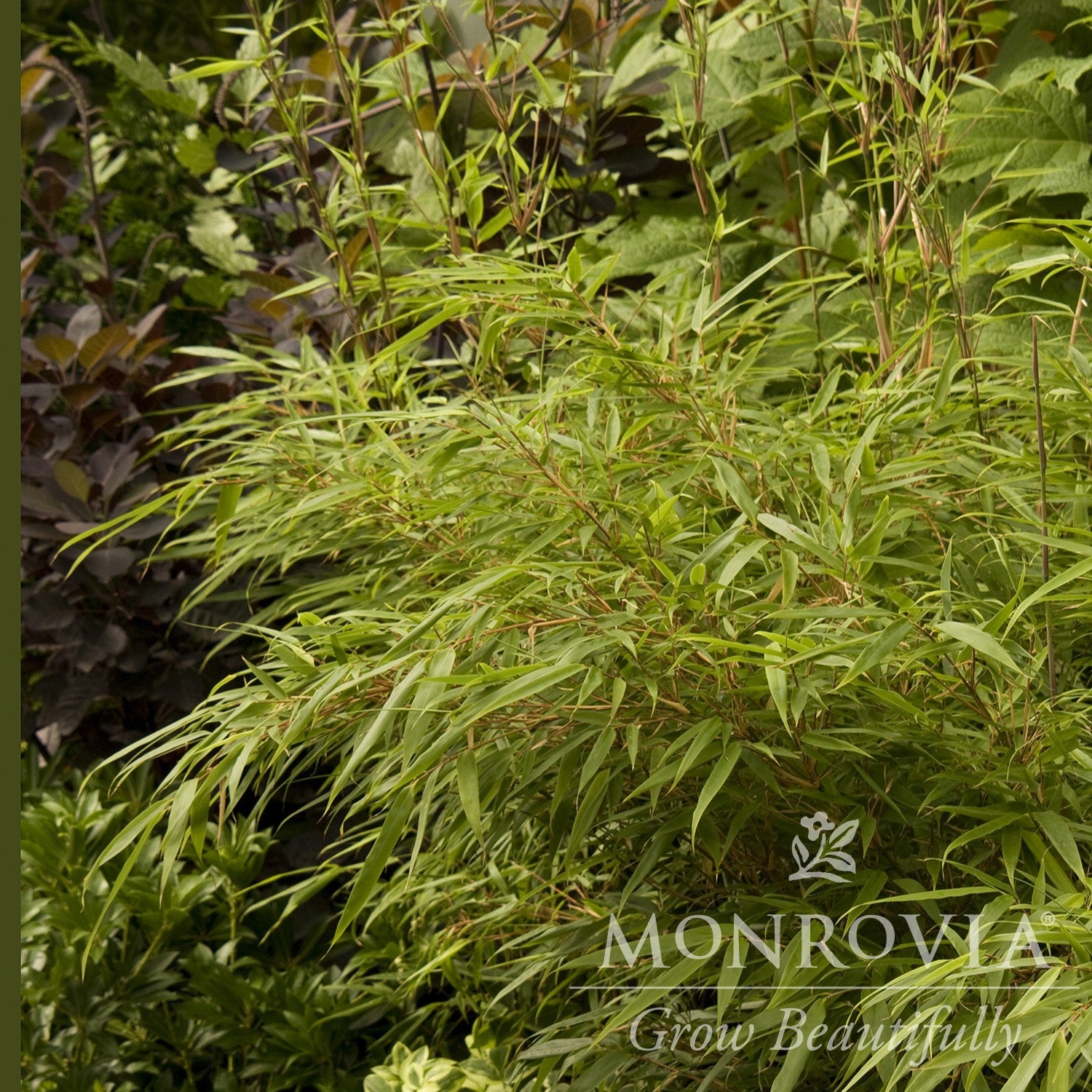 Fargesia 'Rufa' ~ Monrovia® Sunset Glow Clumping Bamboo, Dragon Head Bamboo-ServeScape